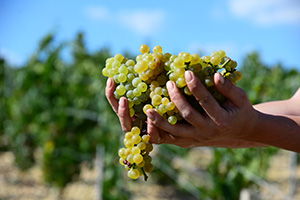 Domaine Milcent - Chablis Wines