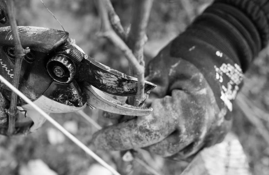 the pruning of the vine